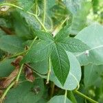 Distimake aegyptius पत्ता
