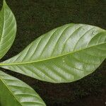 Angostura granulosa Hoja