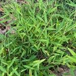 Microstegium vimineum Leaf