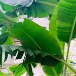 Musa × paradisiaca Frunză