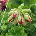 Pelargonium fulgidum 花