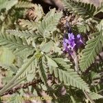 Lavandula minutolii Other