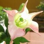Nicotiana tabacum Floare