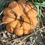 Cucurbita maxima Fruit