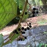 Alangium chinense Fruit