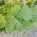 Vitis viniferaᱥᱟᱠᱟᱢ