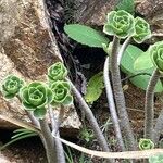 Aeonium balsamiferum 叶