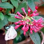 Cestrum elegans Yeri