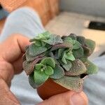 Crassula cordata Hostoa