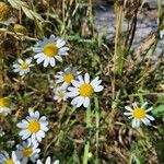 Anthemis arvensis Flower