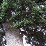 Abies cephalonica Leaf