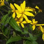 Bidens reptans Flower