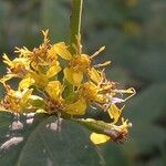 Solidago flexicaulis പുഷ്പം