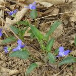 Viola canina Habitus