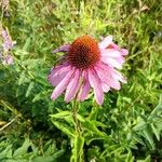 Echinacea angustifoliaFlower