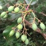 Viburnum rufidulum Frutto