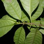 Palicourea brachiata 葉