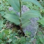 Epipactis atrorubens Blad