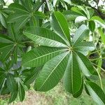 Adansonia za Blatt