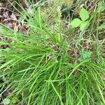 Carex pedunculata ᱛᱟᱦᱮᱸ