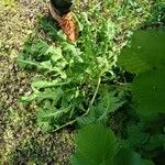 Taraxacum erythrospermumLapas