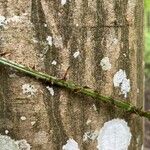 Dryopteris dilatata മറ്റ്