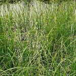 Carex vesicaria 形态