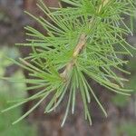 Larix occidentalis Hoja