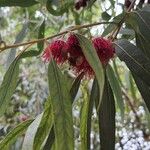 Eucalyptus sideroxylon Kvet