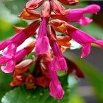 Salvia involucrata Кветка