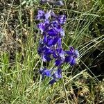 Delphinium nuttallianum Flor