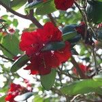 Rhododendron thomsonii Flor