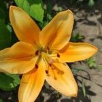 Lilium bulbiferumFlower