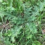 Cirsium palustre Leaf