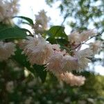 Deutzia gracilisКветка