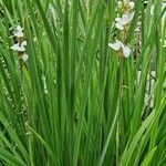 Libertia chilensis Blad