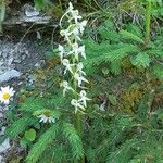 Platanthera chloranthaBlodyn