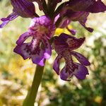 Orchis × angusticruris Flower