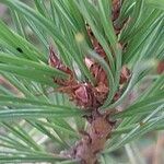 Pinus cembra ഇല