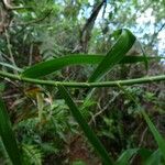 Flagellaria indica Bark