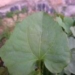 Mikania cordifolia Leaf
