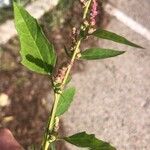 Atriplex patula Blatt