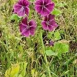 Malva neglecta Fula