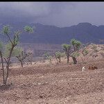 Faidherbia albida Blatt