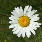 Anthemis cotula Fleur