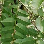 Pterocarpus soyauxii برگ