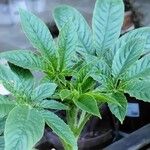 Cleome spinosa Leaf