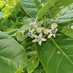 Calotropis gigantea Квітка