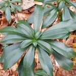 Daphne laureola Folha