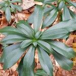 Daphne laureola Leaf